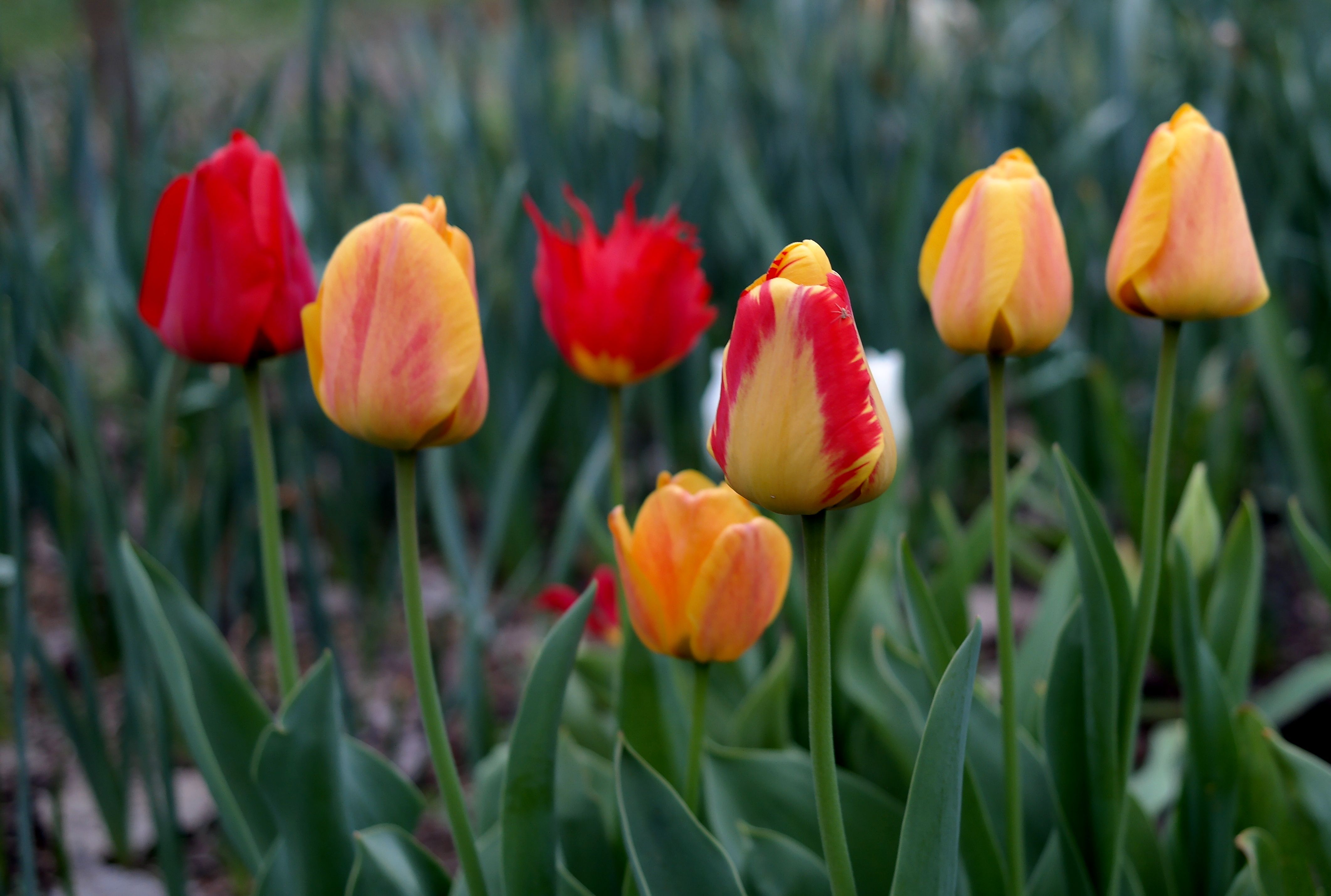 Vibrant Spring Tulips in Bloom Outdoors · Free Stock Photo