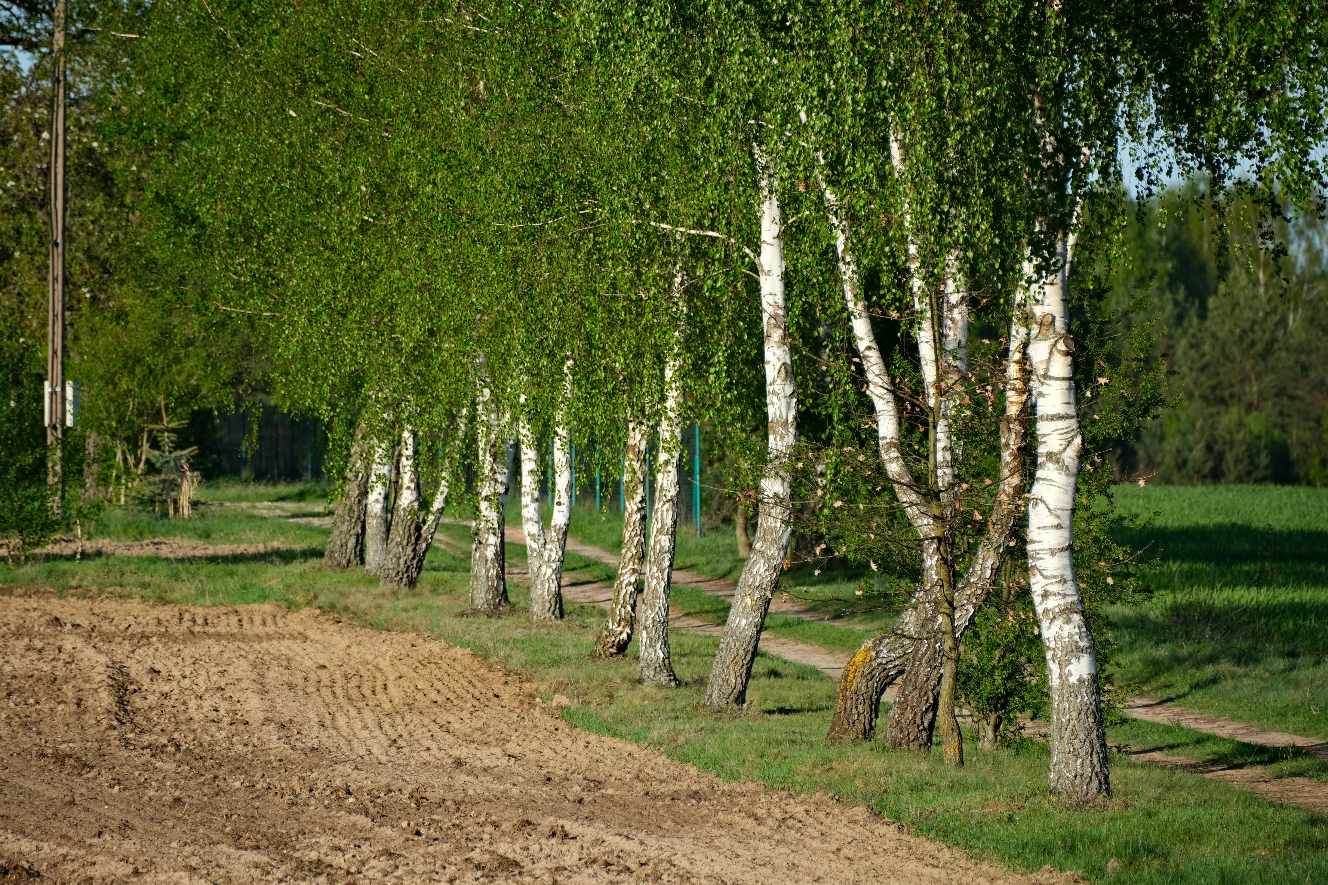 Betula Skatter Photos, Download The BEST Free Betula Skatter Stock ...