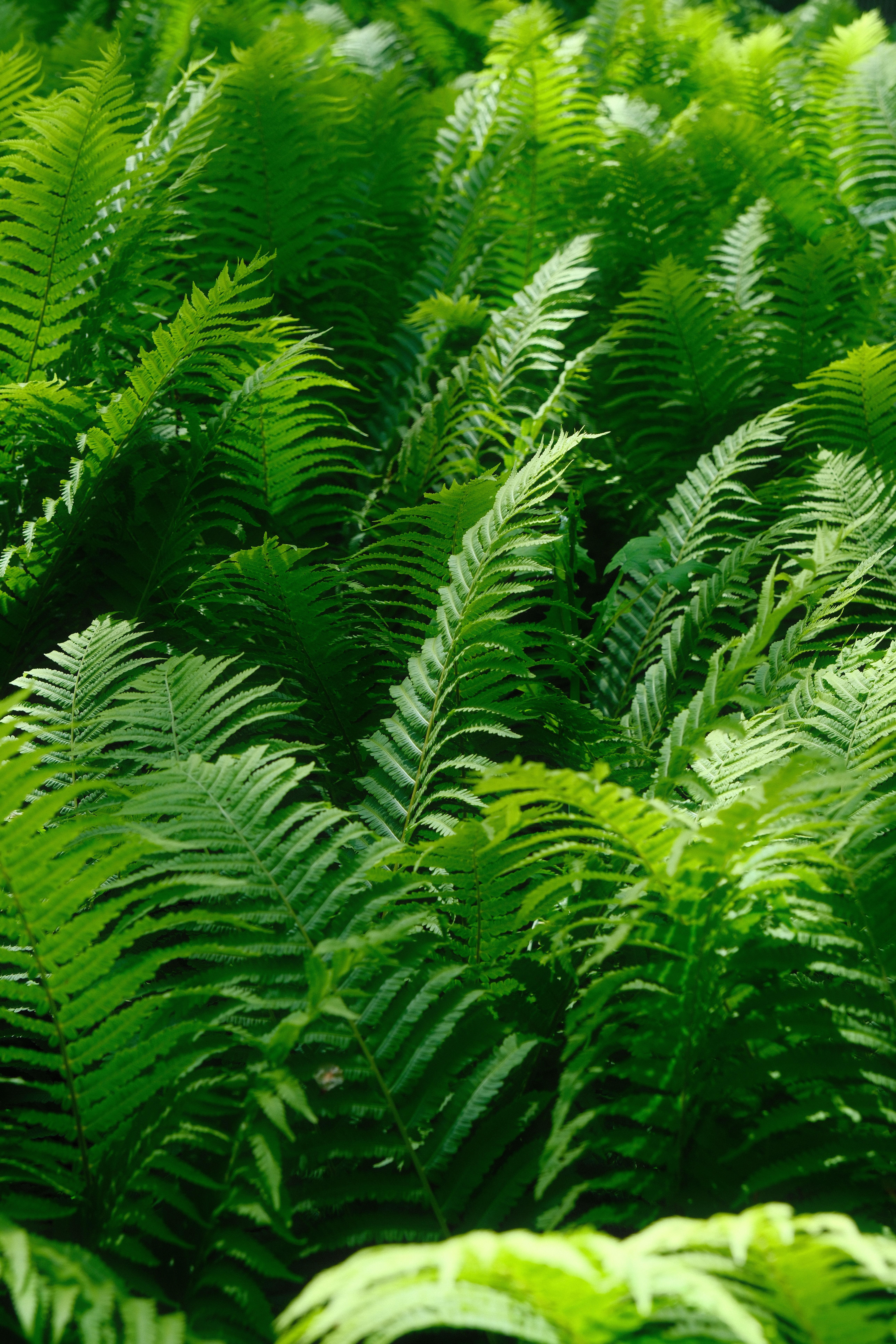 A vibrant display of lush green ferns basking in natural sunlight, showcasing nature's beauty.