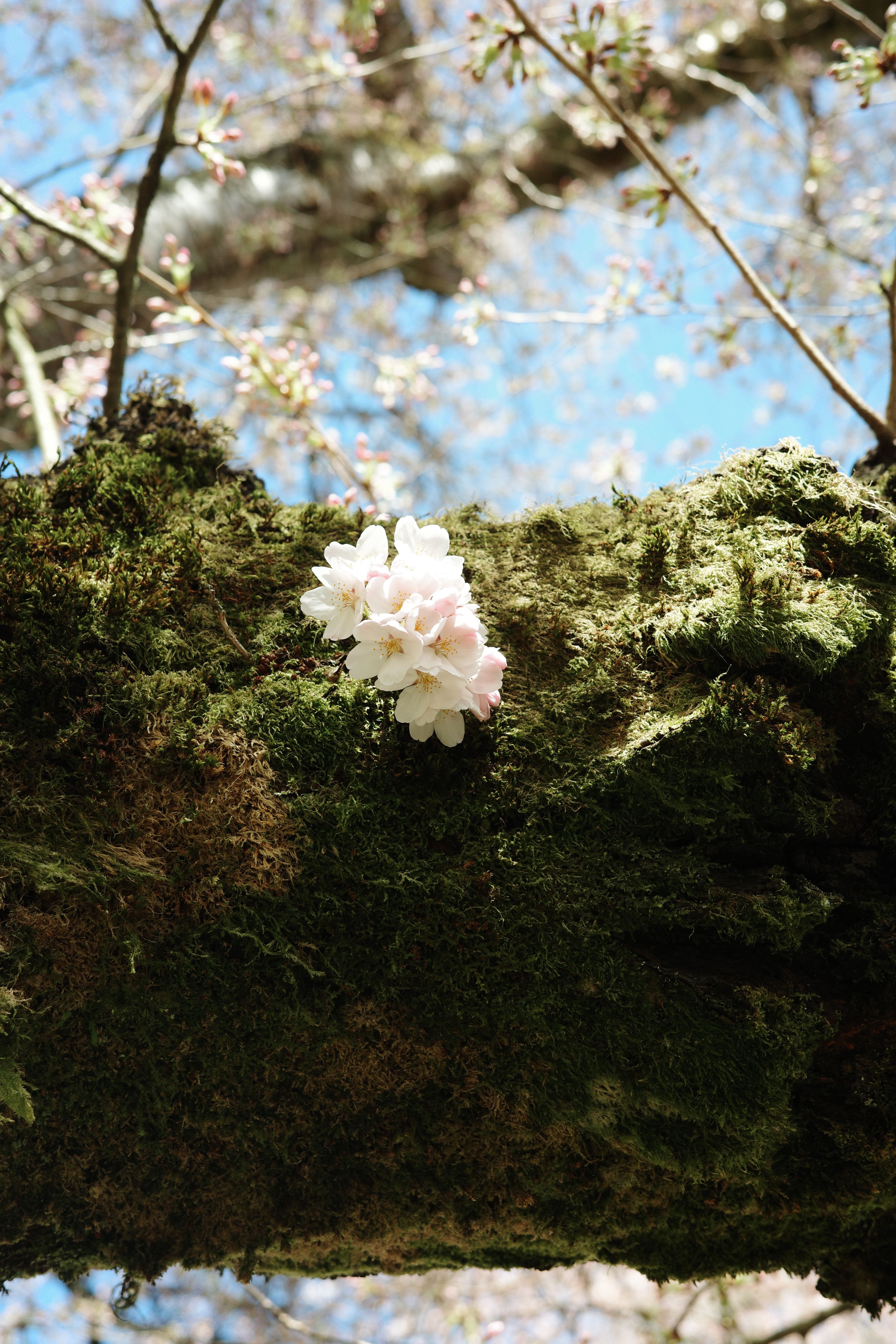 Cherry Blossom on Mossy Tree Branch in Spring · Free Stock Photo