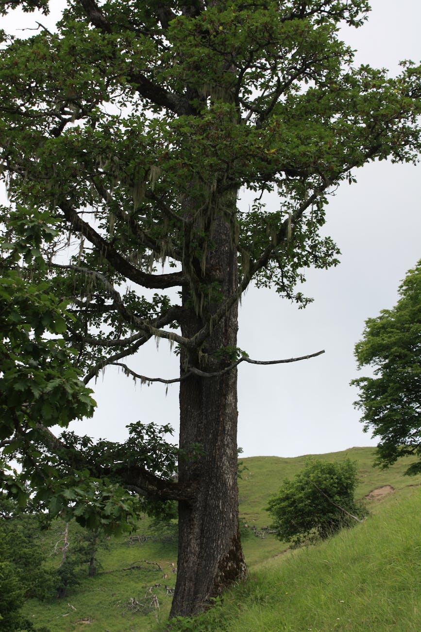 title immigrant life