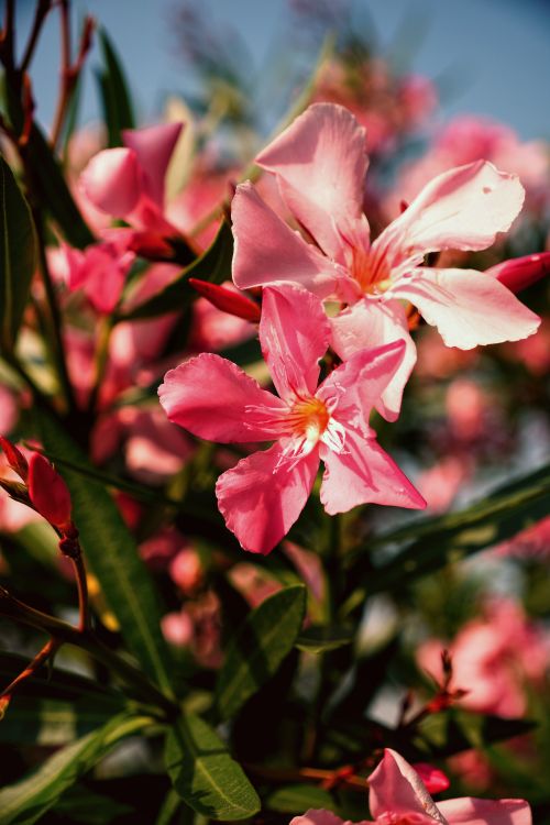 Free Close-up of vibrant pink oleander flowers glowing under bright sunlight. Stock Photo
