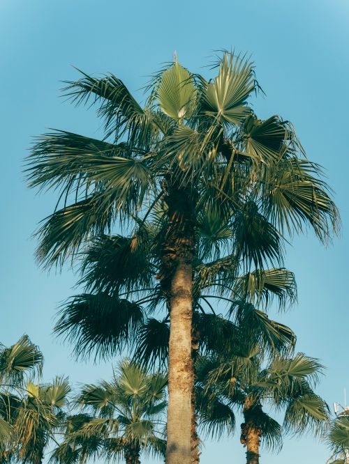 Free Majestic palm tree reaching towards a clear blue sky, capturing summer's essence. Stock Photo