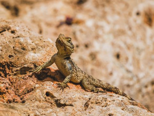 Free A vibrant lizard basks in the sun on a rocky surface, showcasing intricate reptilian textures. Stock Photo