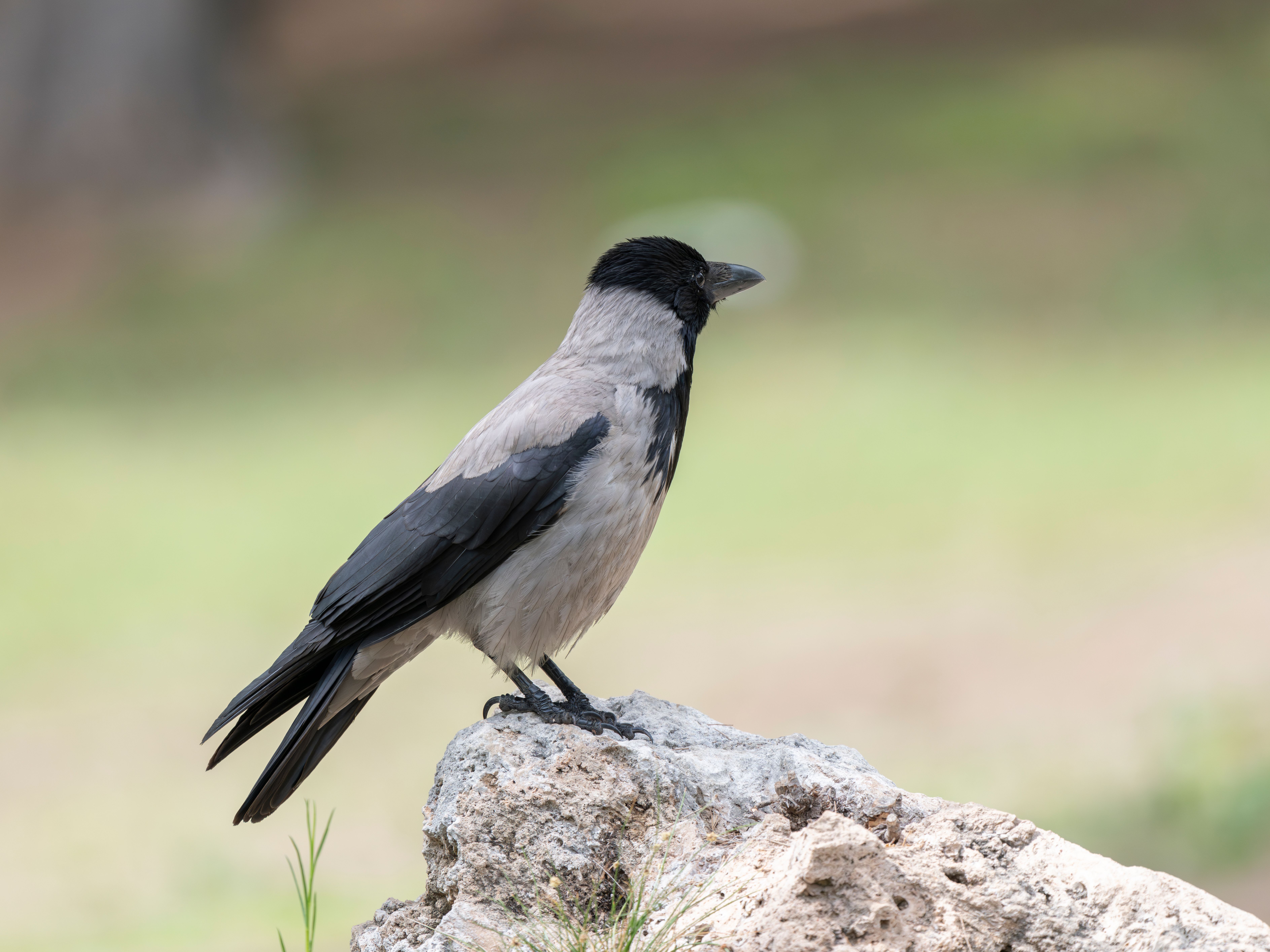 Close-up Portrait of a Hooded Crow in Nature · Free Stock Photo
