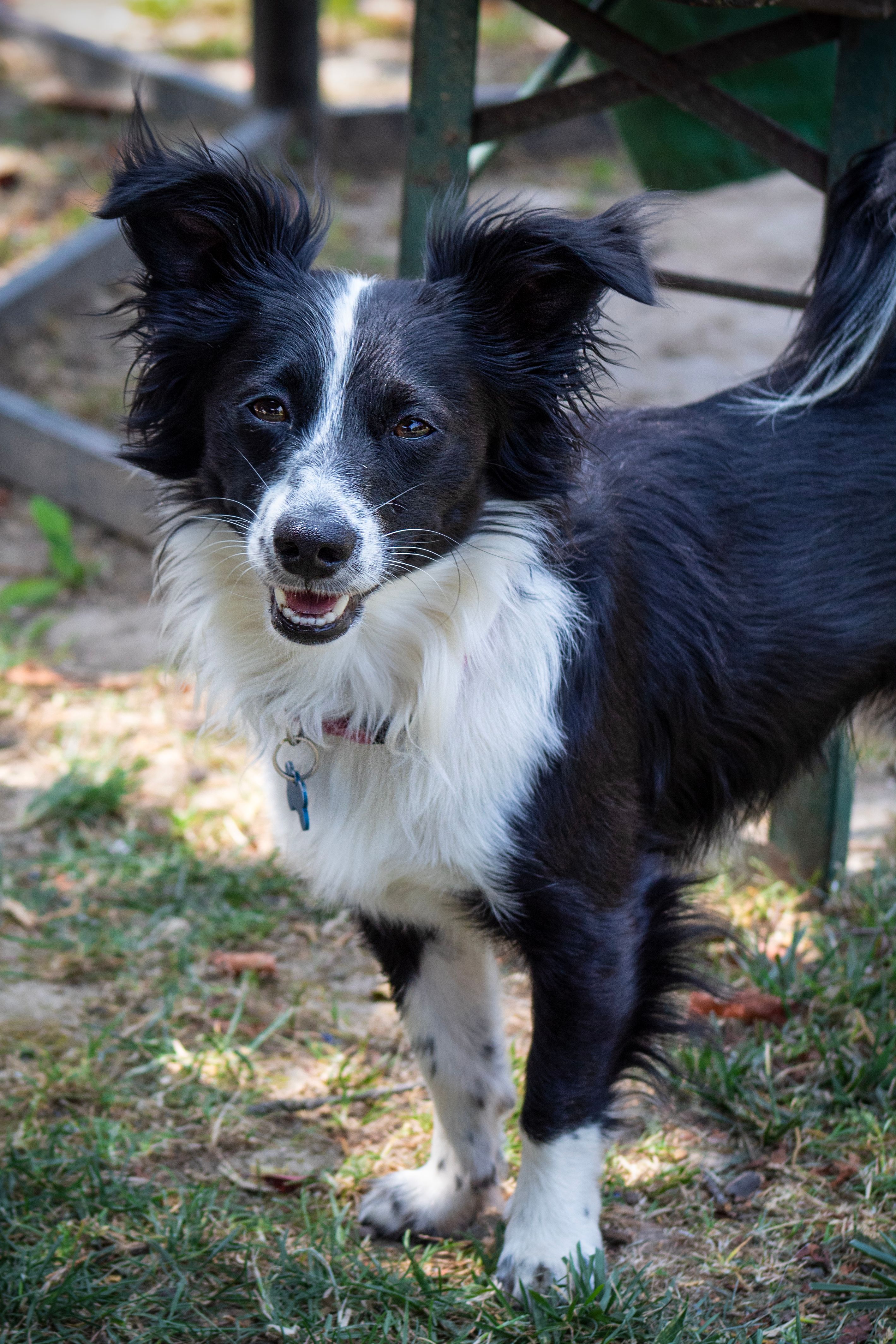 Playful Border Collie smiling outdoors on green grass in Lucinico.
