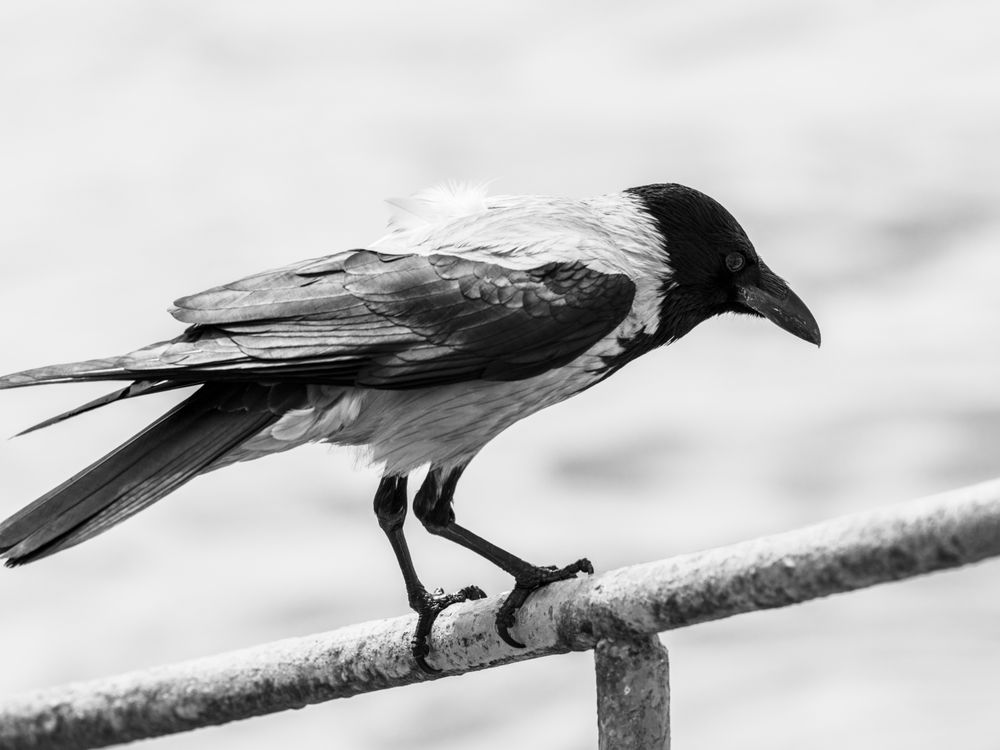 Crow Rails Black and White Crow Perched on a Rail · Free Stock Photo