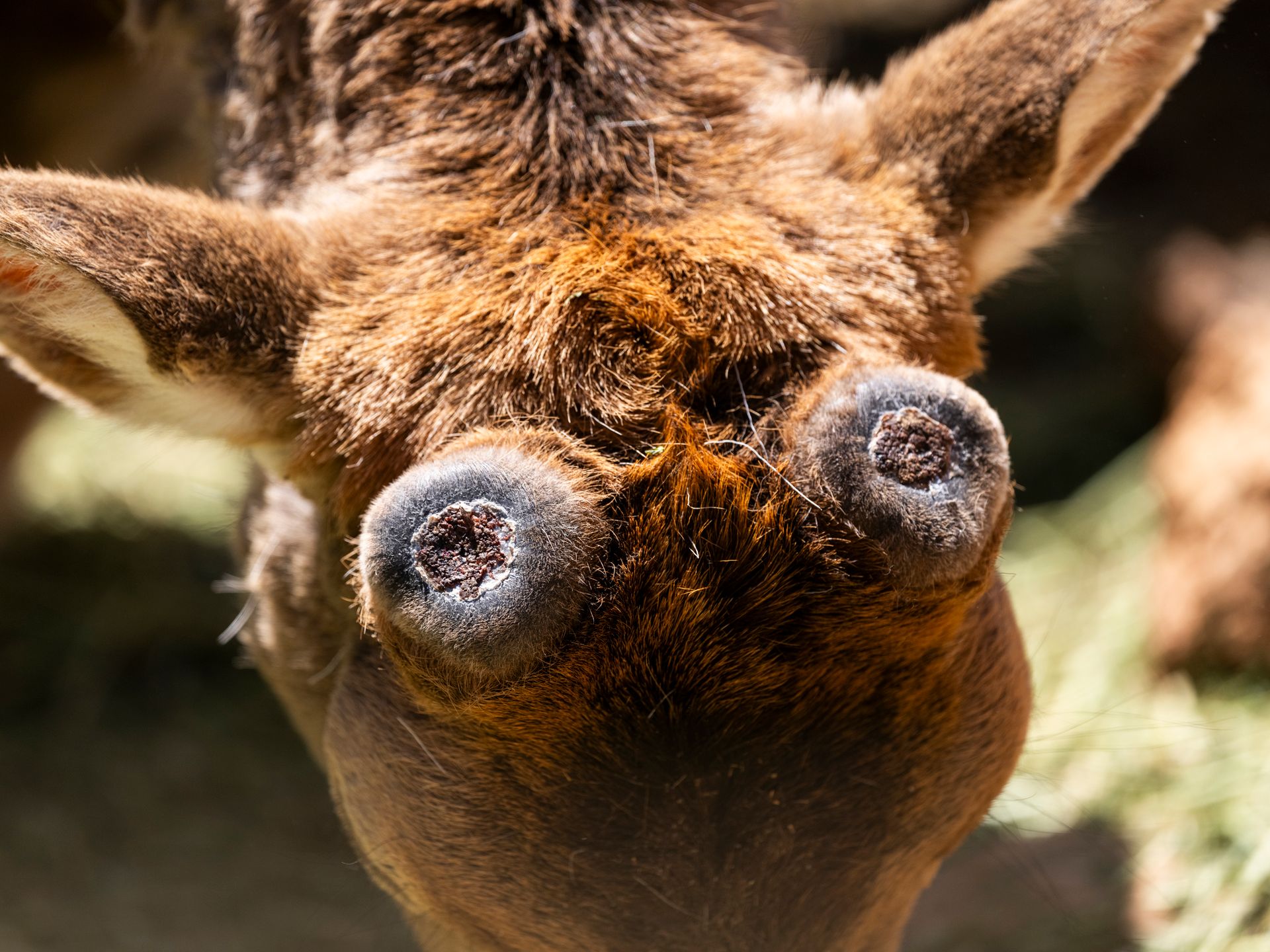 Intimate close-up of a deer's antlers shedding velvet, showcasing natural wildlife behavior in the forest.