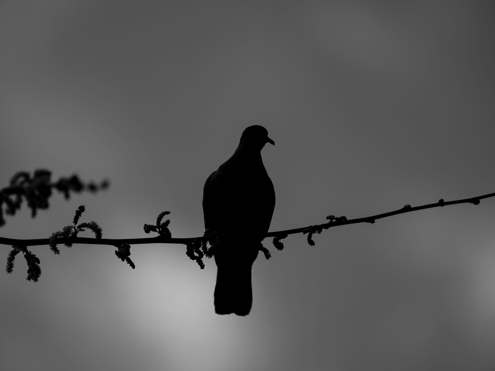 Dove Silhouette Photos, Download The BEST Free Dove Silhouette Stock ...