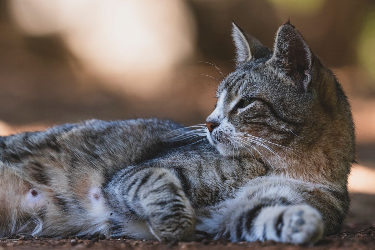 Stérilisation du chat : prix et âge idéal - Comment se déroule l’opération et le retour à la maison ?