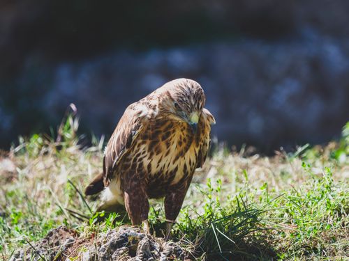 Free A young buzzard resting on a grassy area, showcasing its brown and white feathers in natural sunlight. Stock Photo