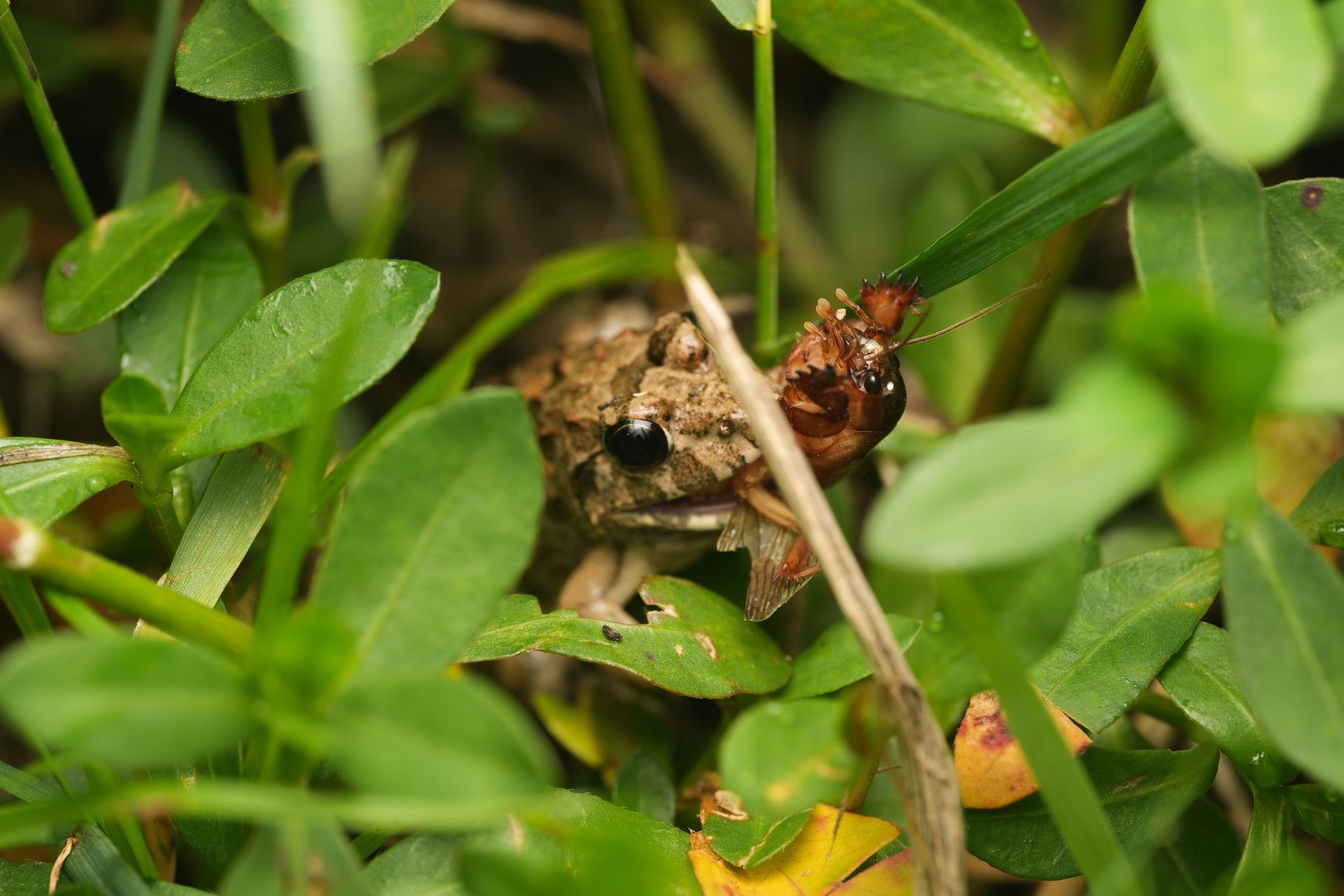 Close-up of a frog catching a cricket amid lush green leaves outdoors.