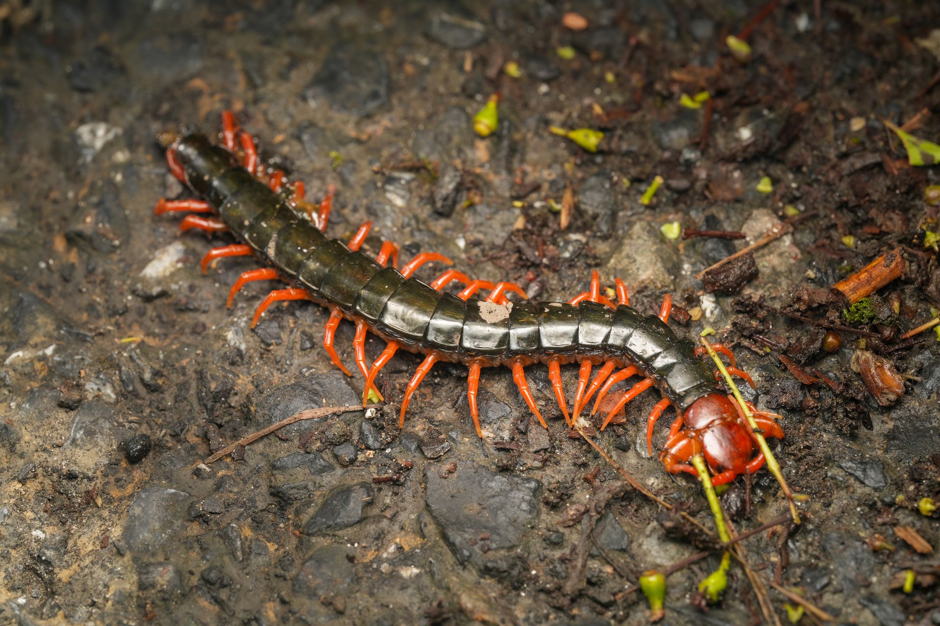 Vibrant centipede with orange legs on rocky ground, showcasing nature's predatory crawler.