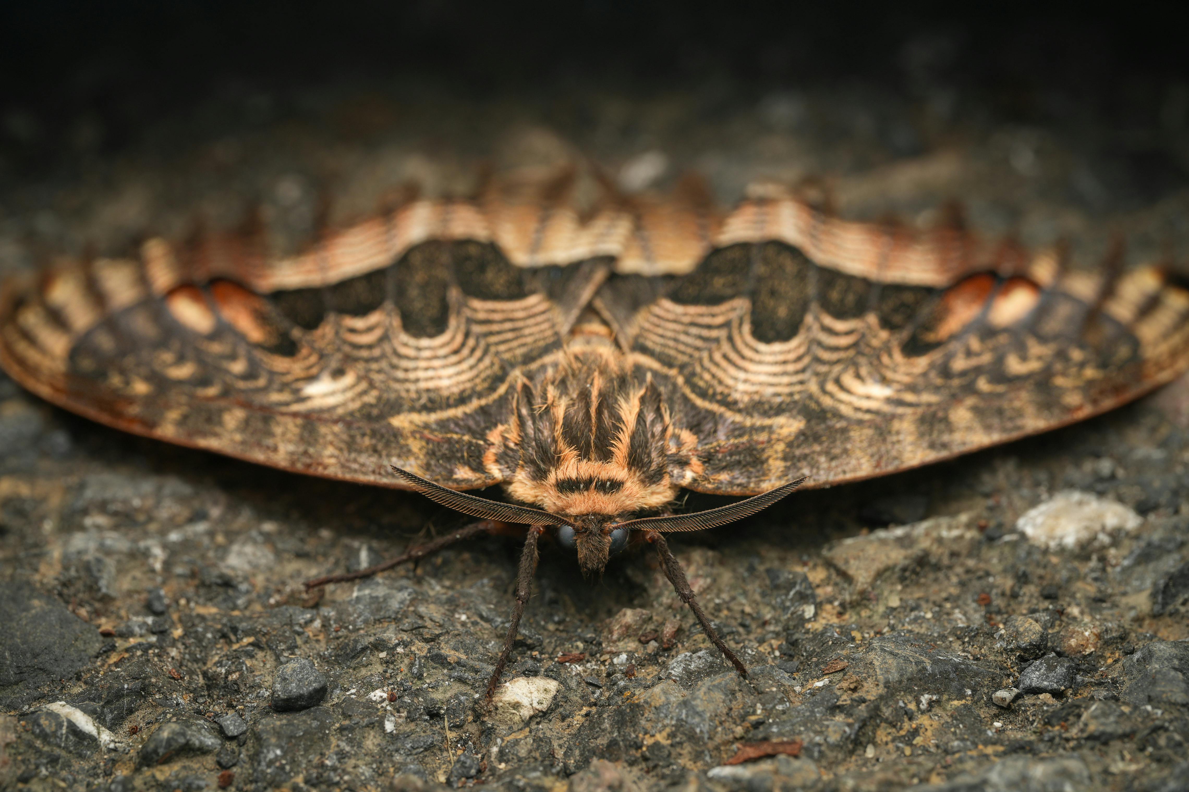 Fast Moth Exterminator in Druid Hills, GA: Quick Relief for Your Home 3 Close-up of moth larvae and silken webbing on fabric