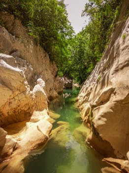 Explore the tranquil beauty of a lush canyon with a clear stream under the summer sun.