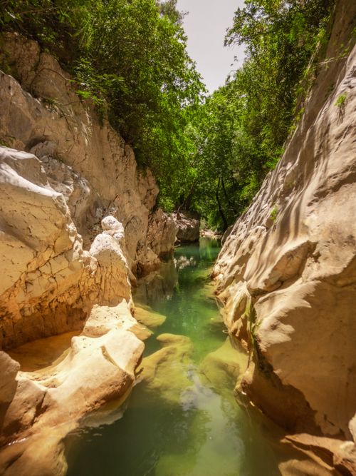 Free Explore the tranquil beauty of a lush canyon with a clear stream under the summer sun. Stock Photo