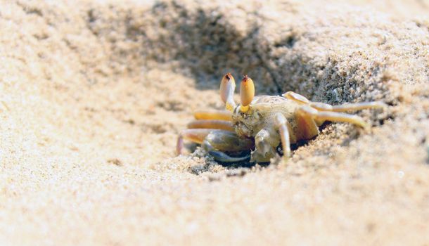 Close-up of a sand crab in a beach setting, Bhubaneswar, Odisha.