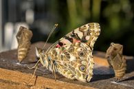 Painted Lady butterfly (Vanessa cardui) sitting on a wooden surface in Margate, South Africa, after emerging from its chrysalis.