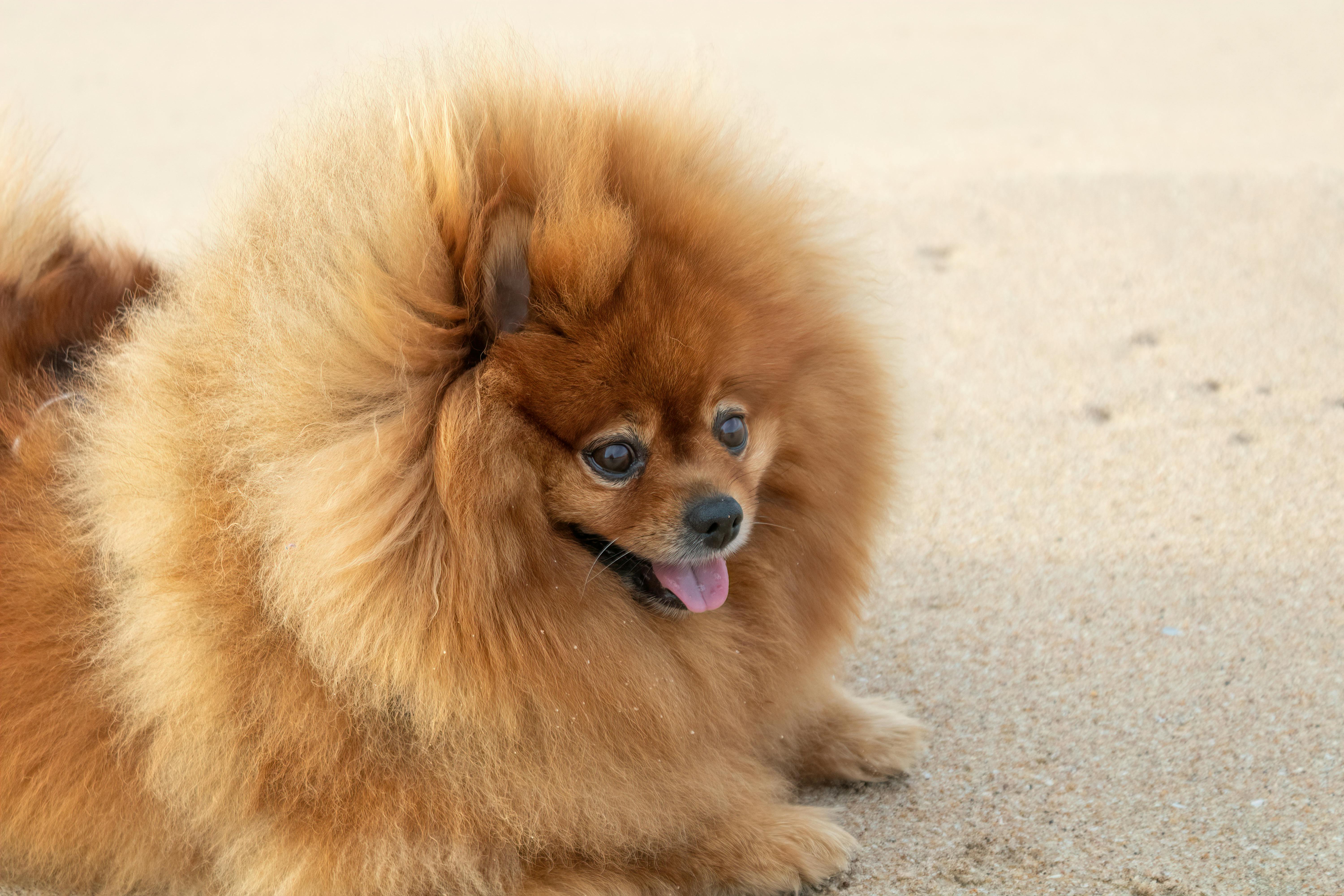 Teacup Pomeranian: Είναι Πραγματικά Ράτσα; Σκοπιά Κτηνιάτρου