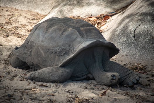 A large Aldabra tortoise resting on sunlit sandy terrain in a natural setting.