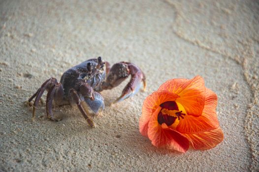 A crab explores beside a vibrant orange tropical flower on a sandy beach, showcasing nature's beauty.