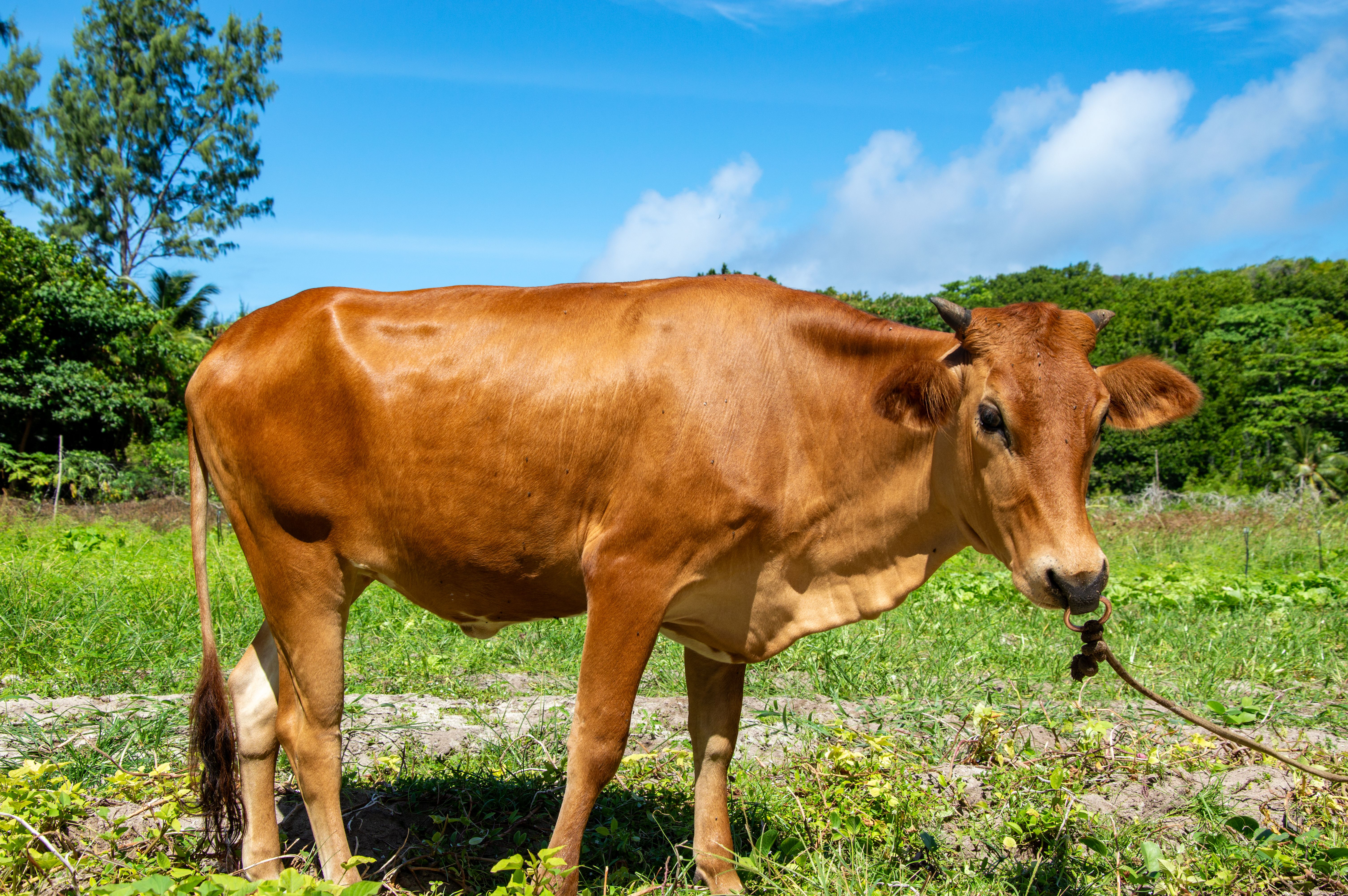 How to Choose the Right Option for Handling Basics with Cows: A Practical Guide