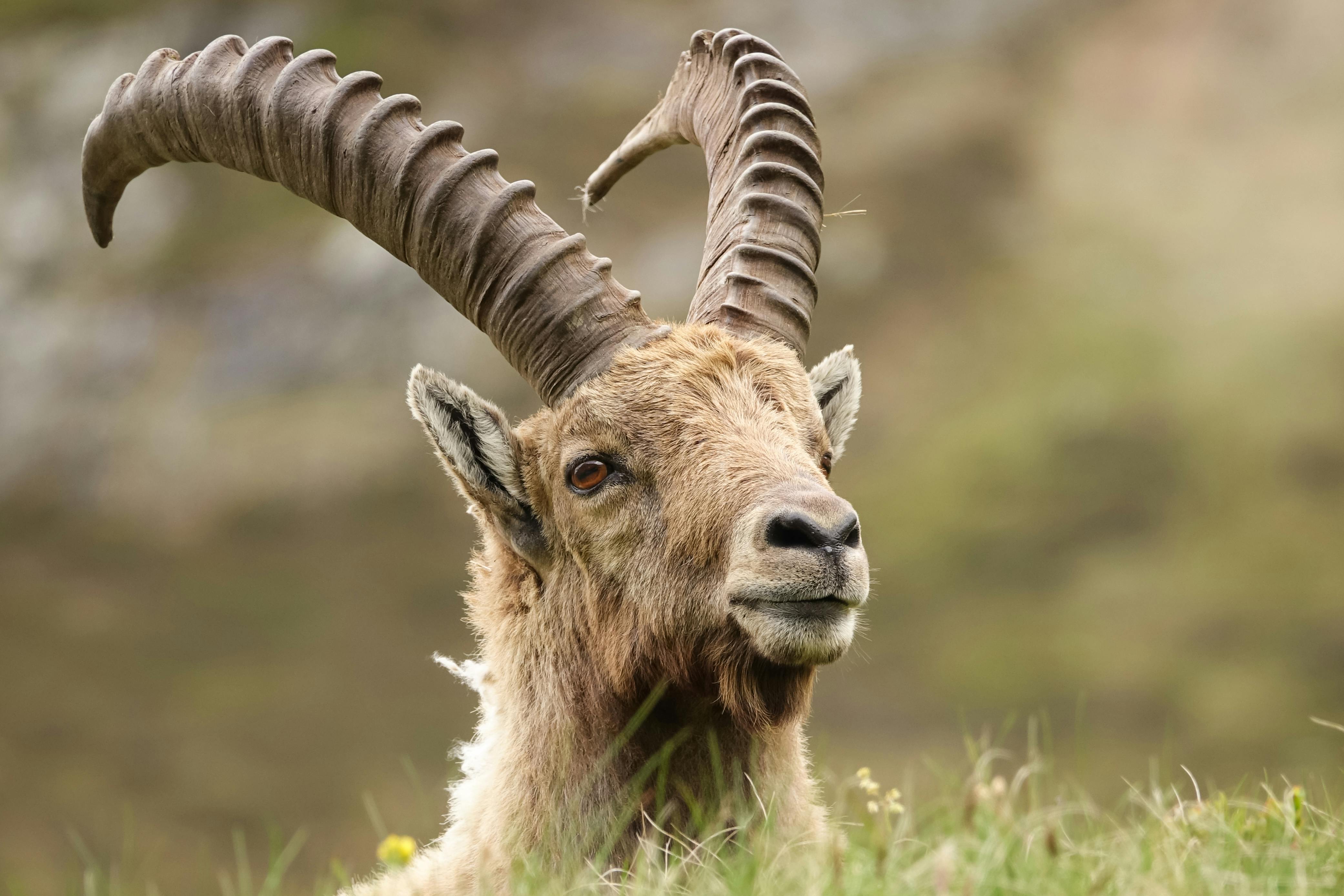 Big Horn Outdoor Adventure Show - Spokane and North Idaho community calendar - The Spokesman — Photo by Adrien Stachowiak on 