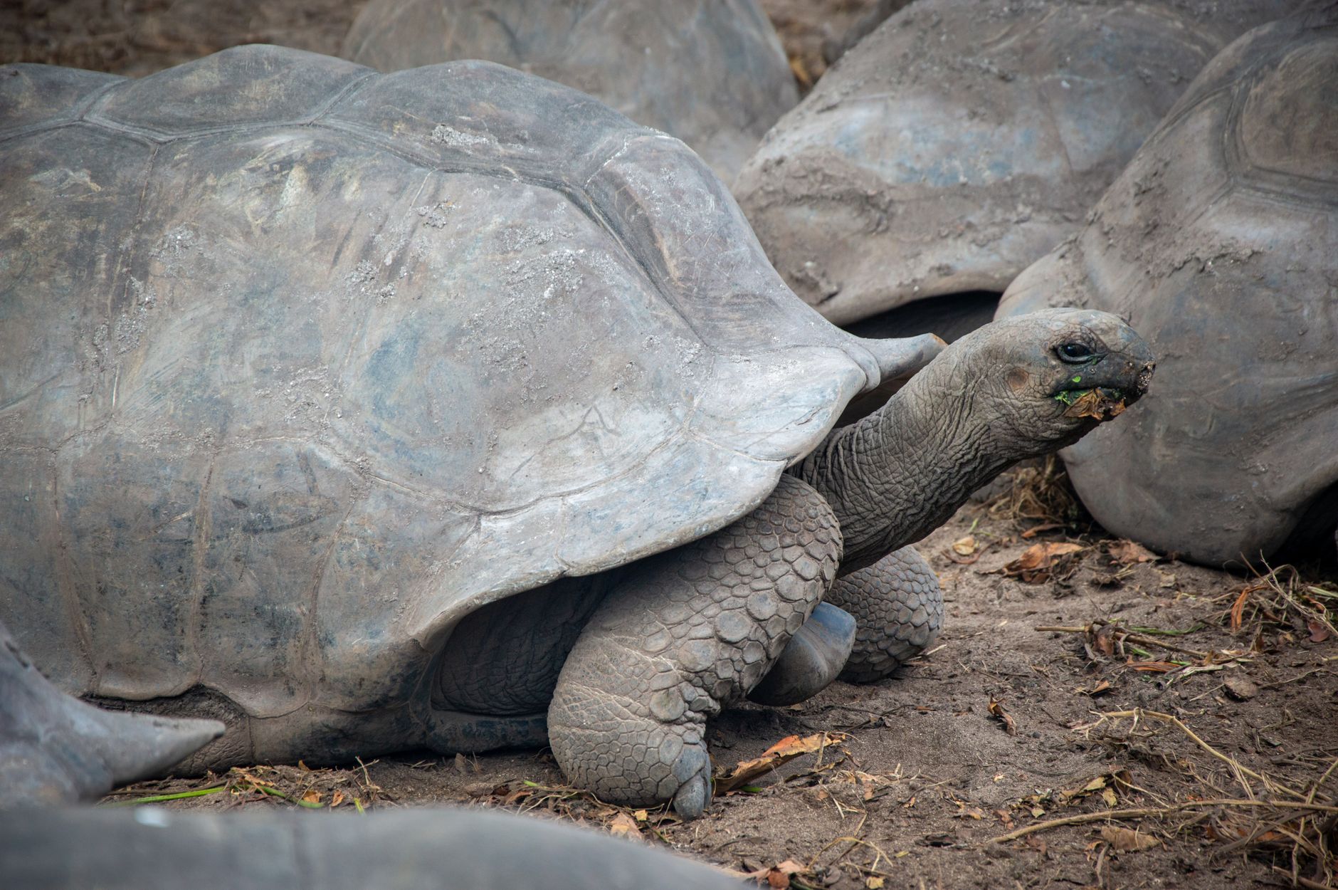 Galápagos, Ecuador
