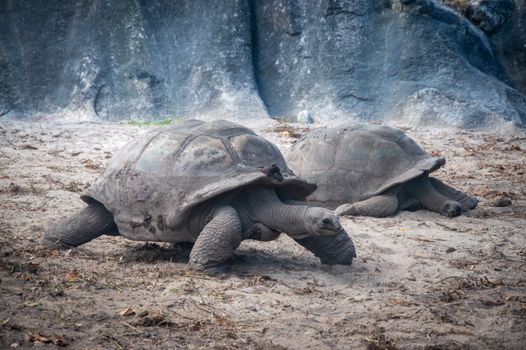 Two giant tortoises resting on sandy terrain in a natural outdoor setting.