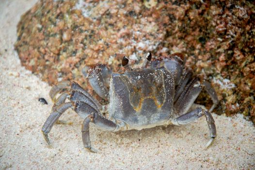Detailed image of a sand crab sitting on a sandy beach near a rock.