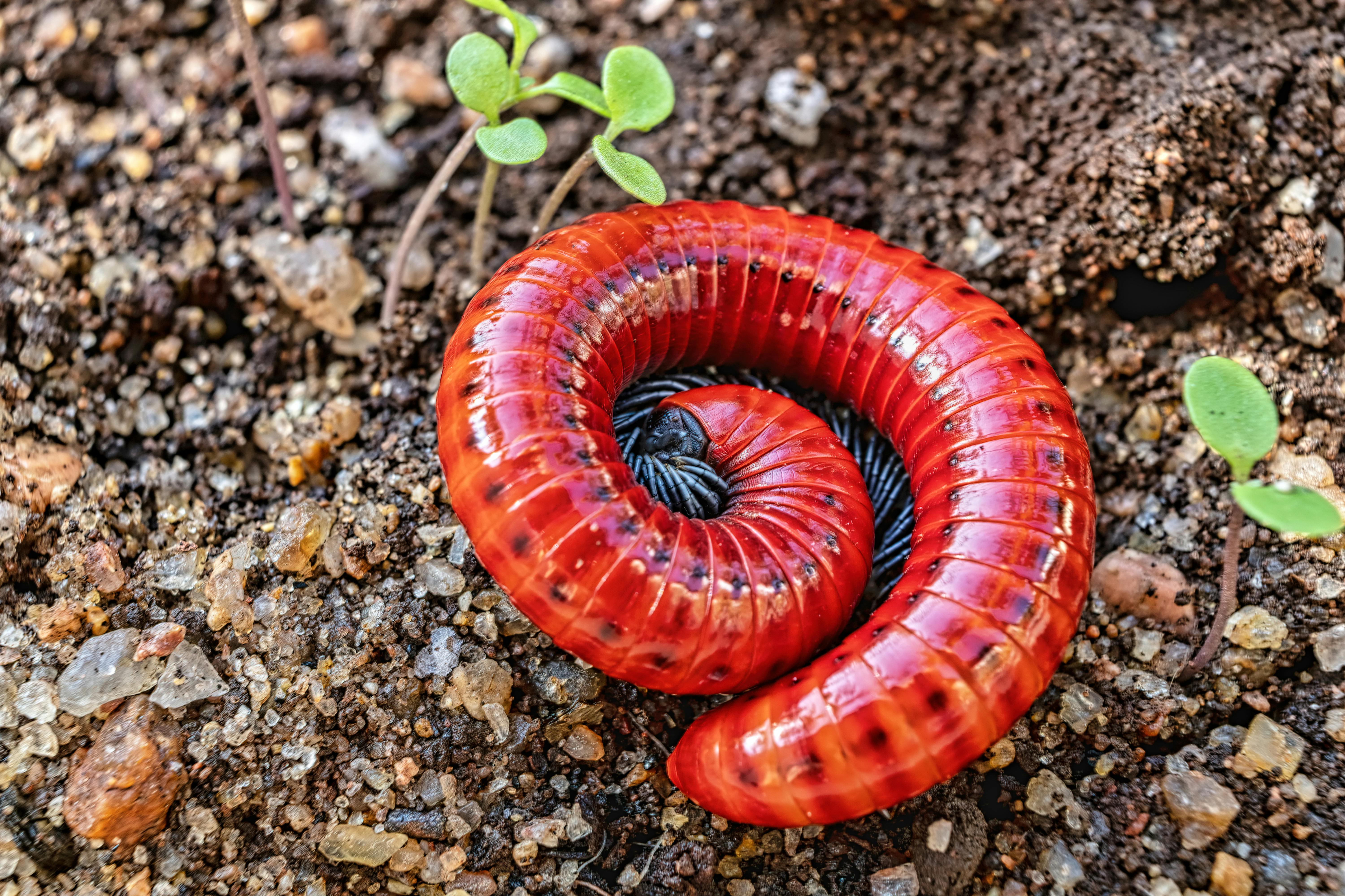 Close-up of a red millipede resting on soil