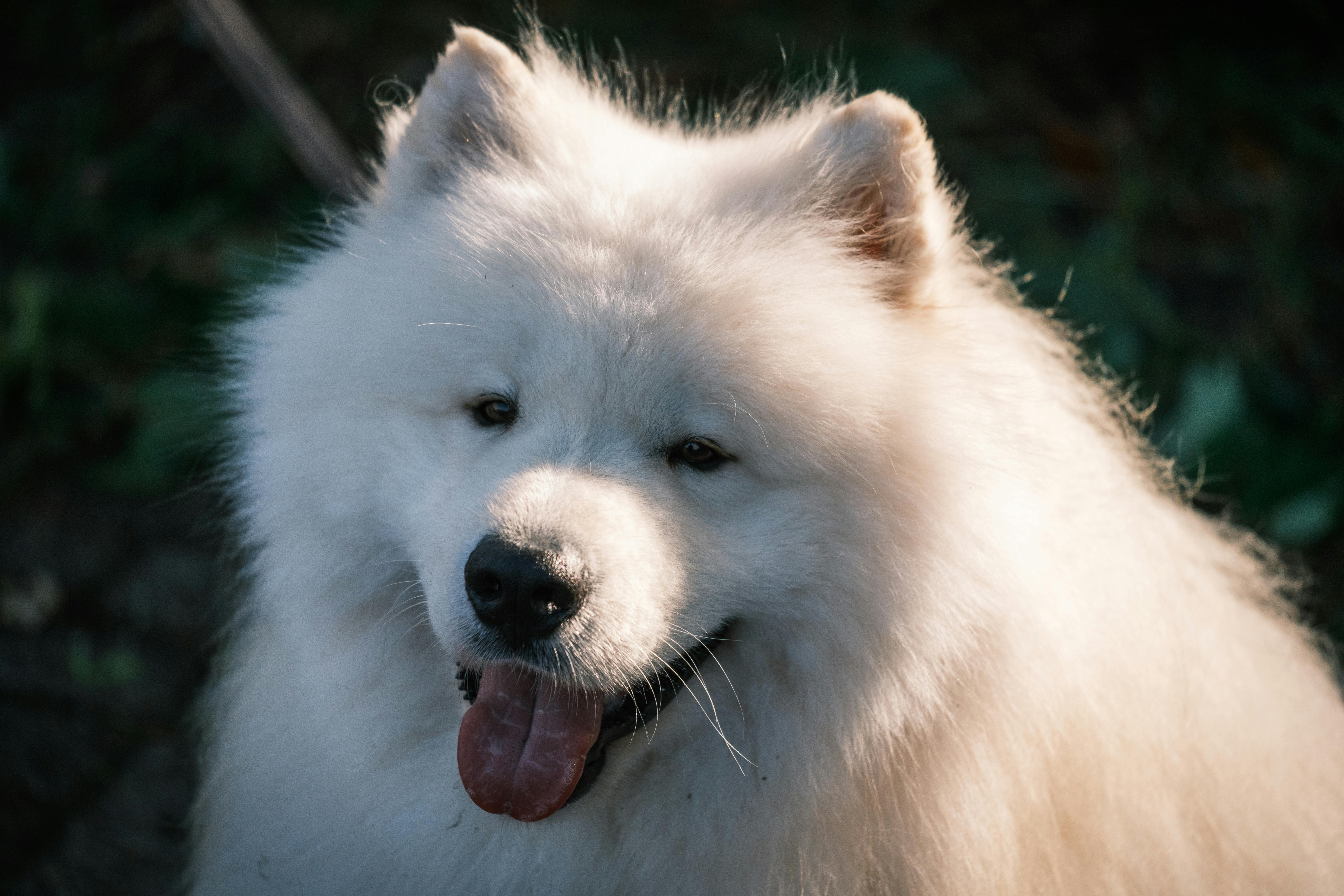 A fluffy Samoyed dog in warm evening sunlight, showcasing its loyal and friendly demeanor.