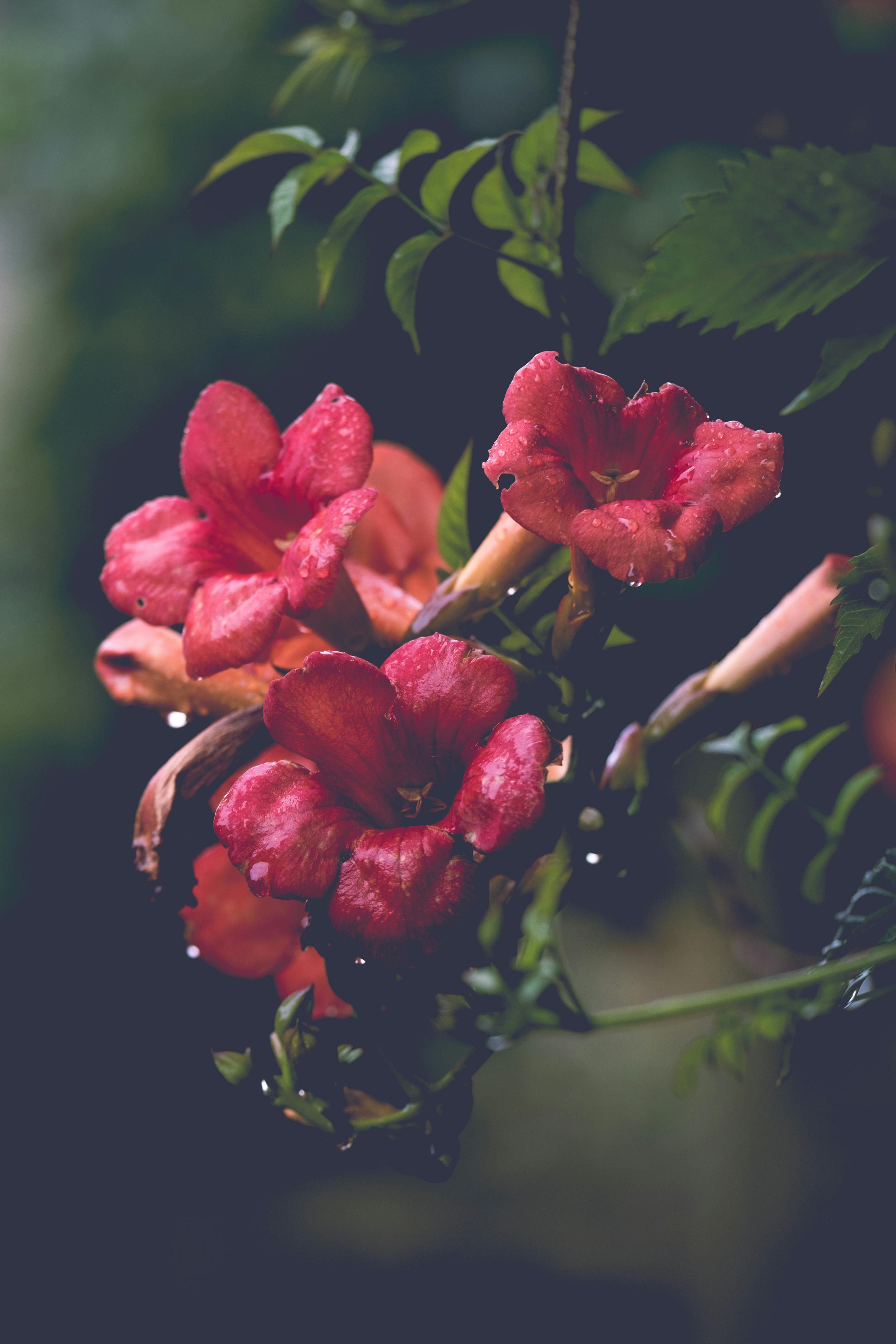 [ColoSach]-close-up-of-vibrant-red-flowers-with-raindrops-in-a-lush-green-background,-capturing-natural-beauty.