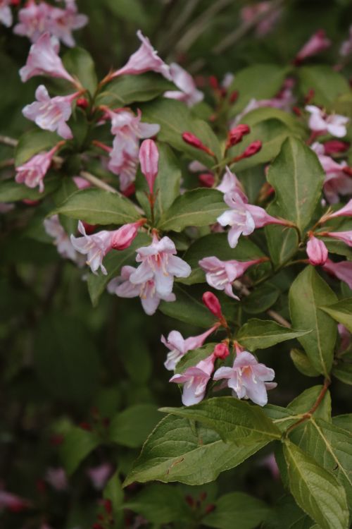Free Close-up of pink Weigela flowers blooming with fresh green leaves, showcasing nature's spring beauty. Stock Photo