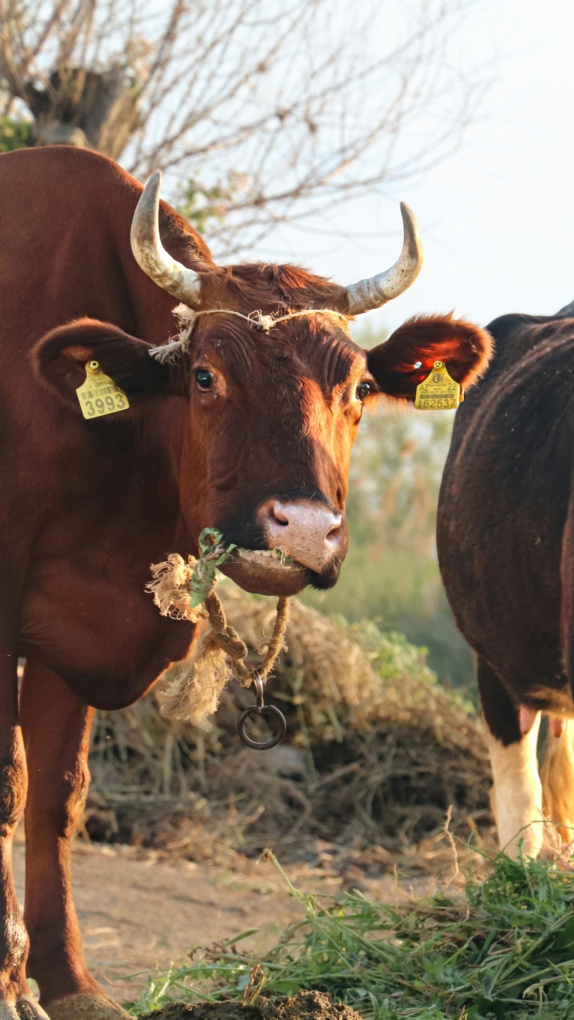 grátis Uma vaca marrom com marcas pasta na paisagem rural do Azerbaijão em um dia ensolarado. Foto profissional