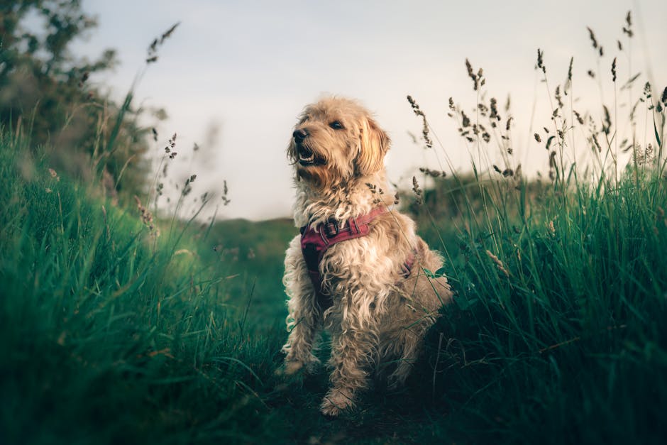 강아지 관련 이미지