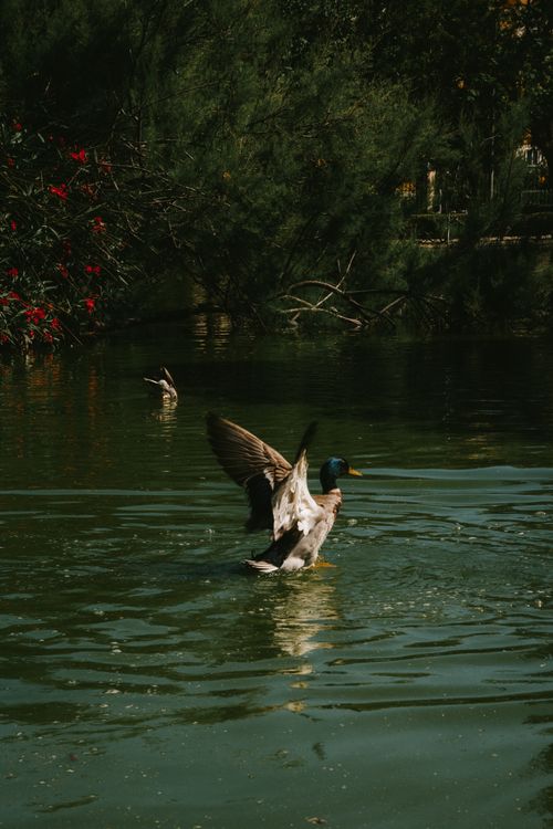 Free Two mallard ducks paddle in a tranquil pond at Parque de la Paloma, Benalmádena. Stock Photo