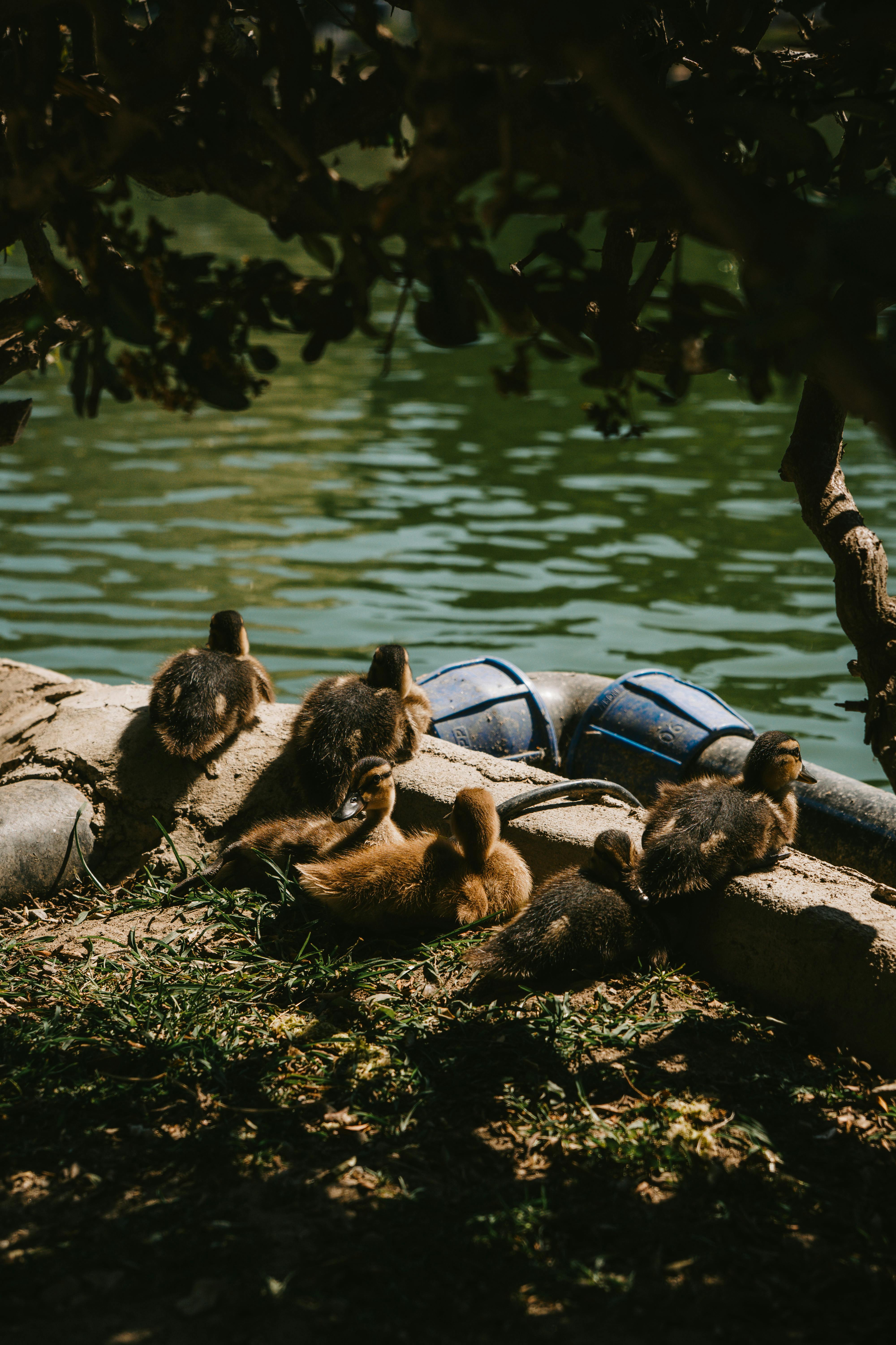 Parque Urraca: Descubre El Secreto De Su Belleza Natural 2 Explora la Biodiversidad: ¿Qué Fauna y Flora Esconde Parque Urraca?