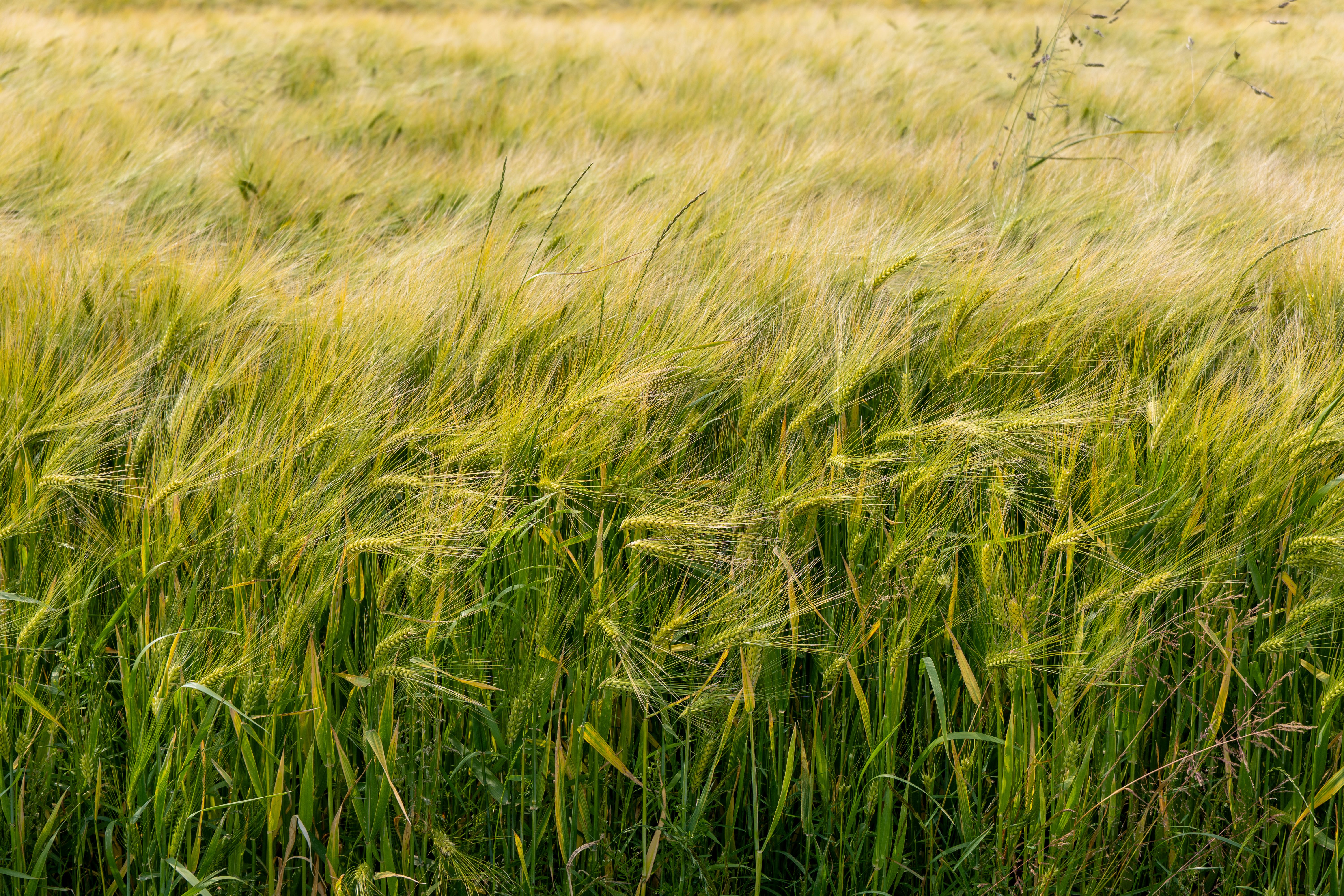 Irish grain growers warn malting barley margins could turn negative