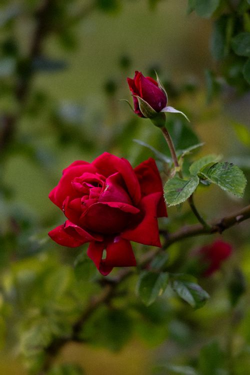 Free Vibrant red rose blooming with bud against a blurred green background. Stock Photo