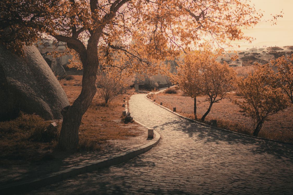 Serene Autumn Pathway Through Park · Free Stock Photo