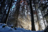 在法国圣皮埃尔拉帕卢德，阳光透过冬季寒冷的森林