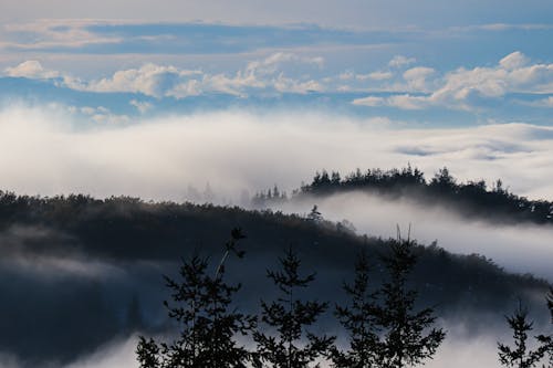 Free stock photo of fog, forest, landscape Stock Photo