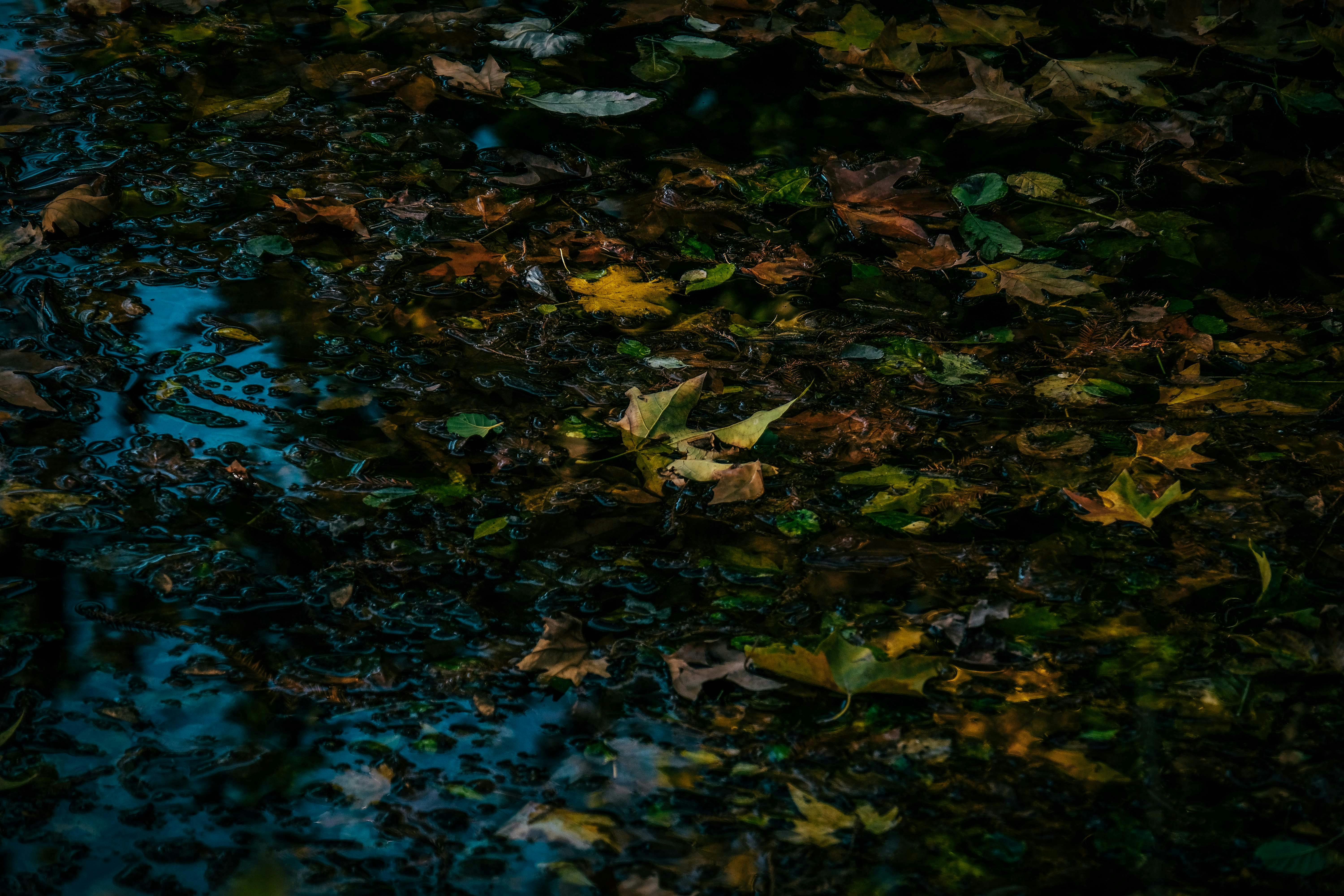 Why Do Dogs Have Wet Noses? Discover The Fascinating Truth! 6 Why Does Your Dog's Nose Change From Wet to Dry? Uncover the Truth!