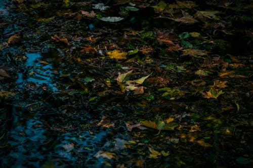 Green Maple Leaves on River