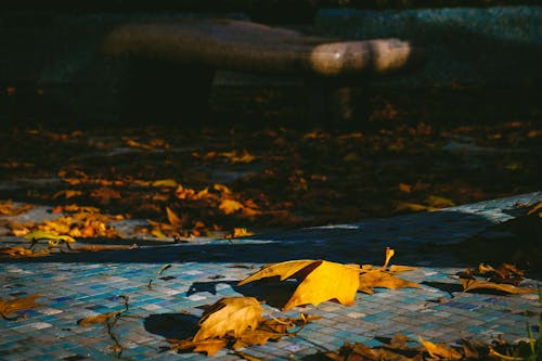 Brown Withered Leaves on Pavement