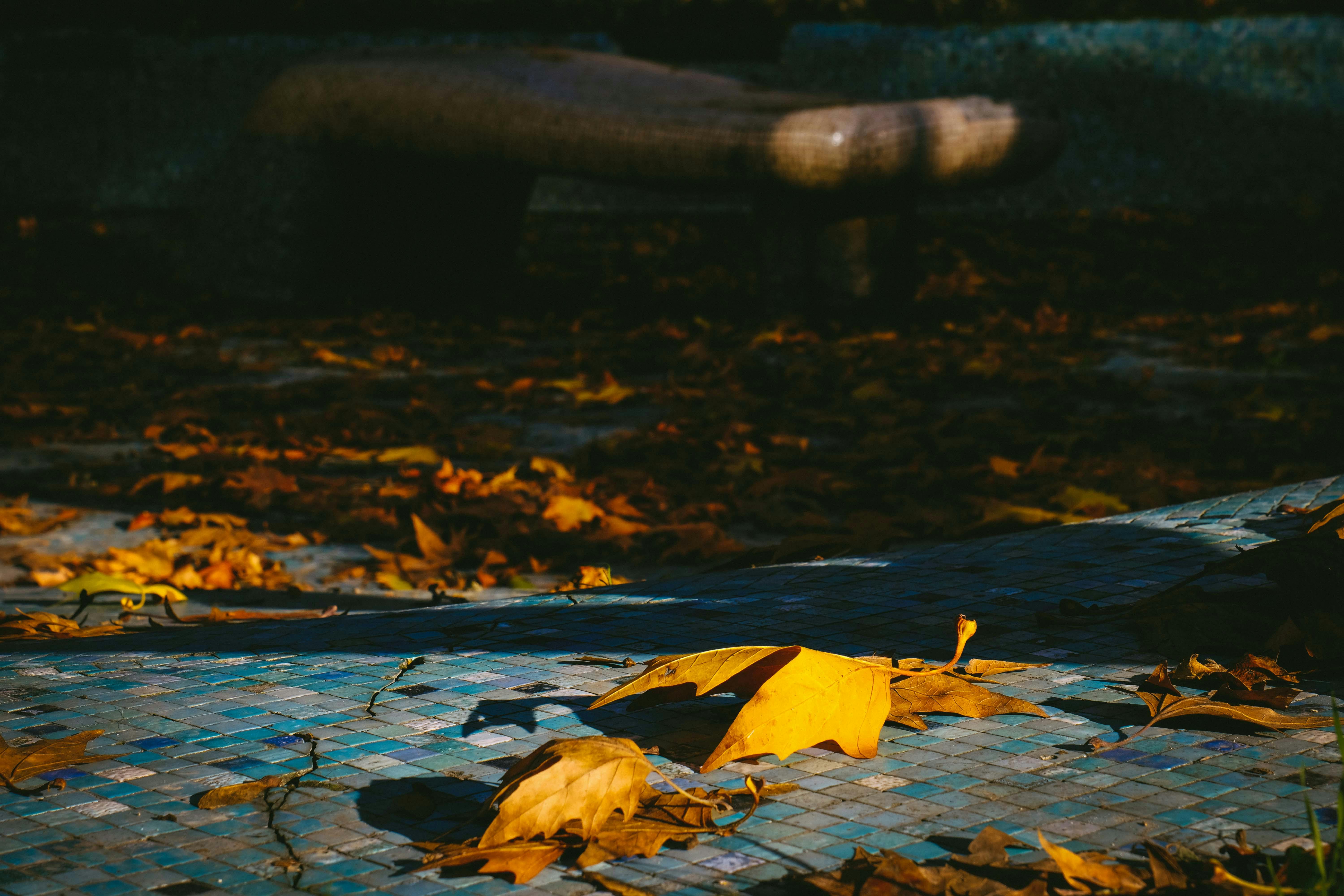 Withered Leaves on Ground · Free Stock Photo