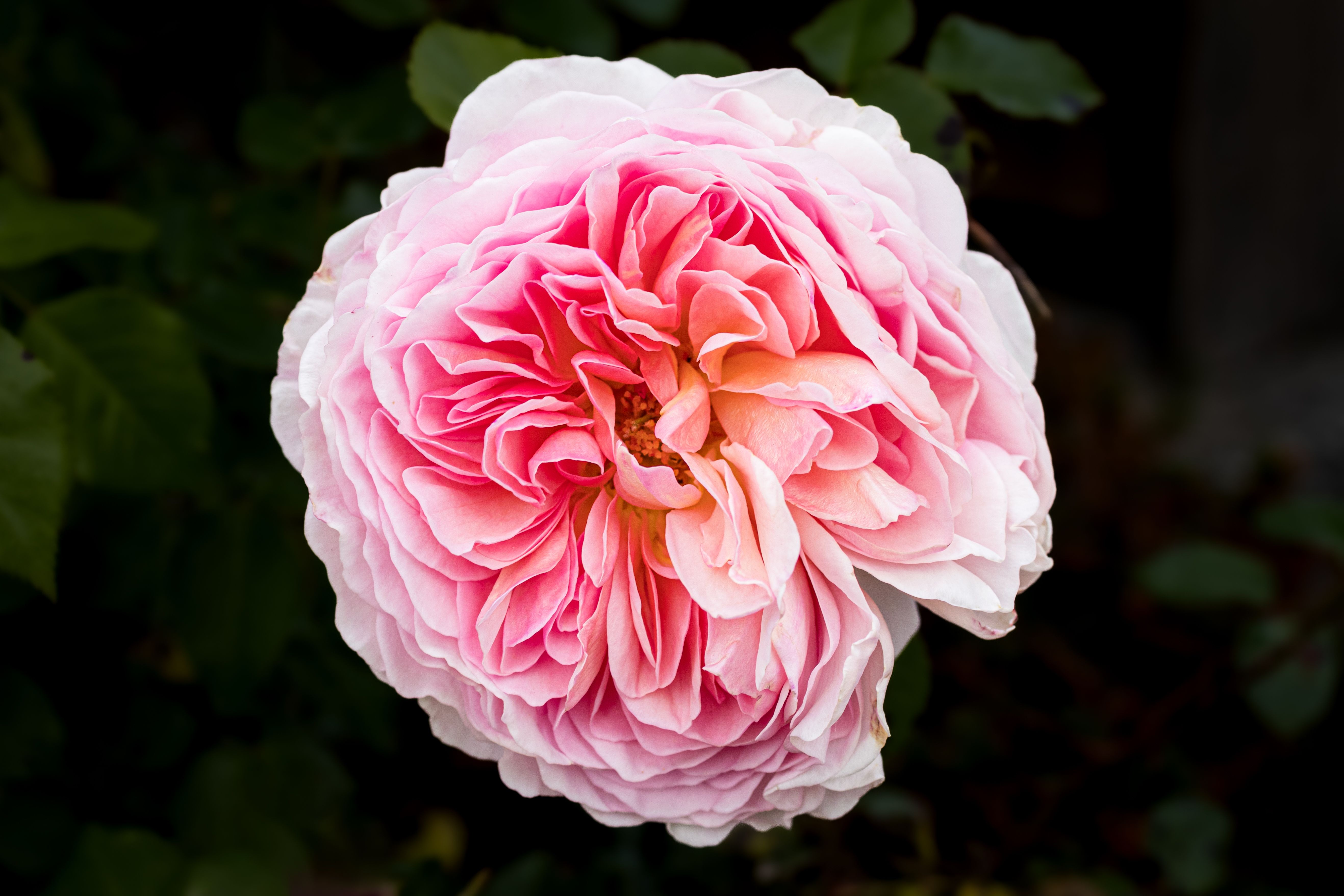 An English rose in full bloom.