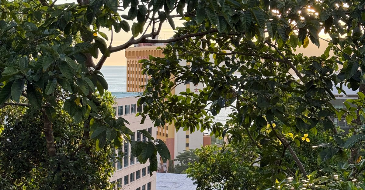 Photo by Yee A scenic view of city office buildings through dense green trees at sunset.