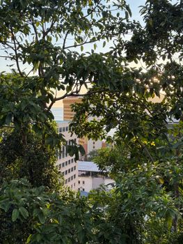 Photo by Yee A scenic view of city office buildings through dense green trees at sunset.